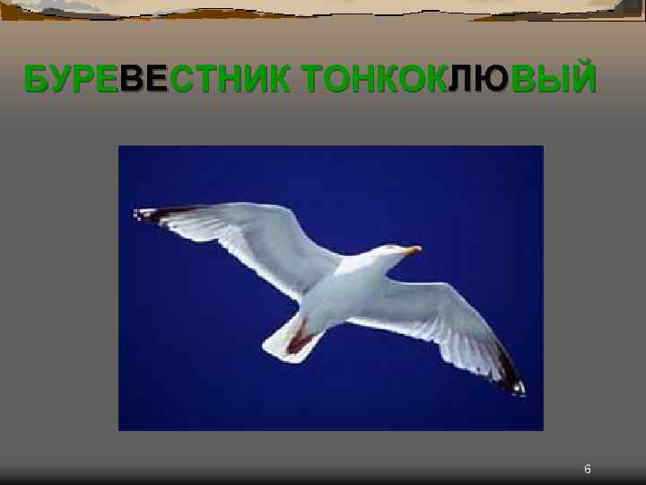 БУРЕВЕСТНИК ТОНКОКЛЮВЫЙ 6 