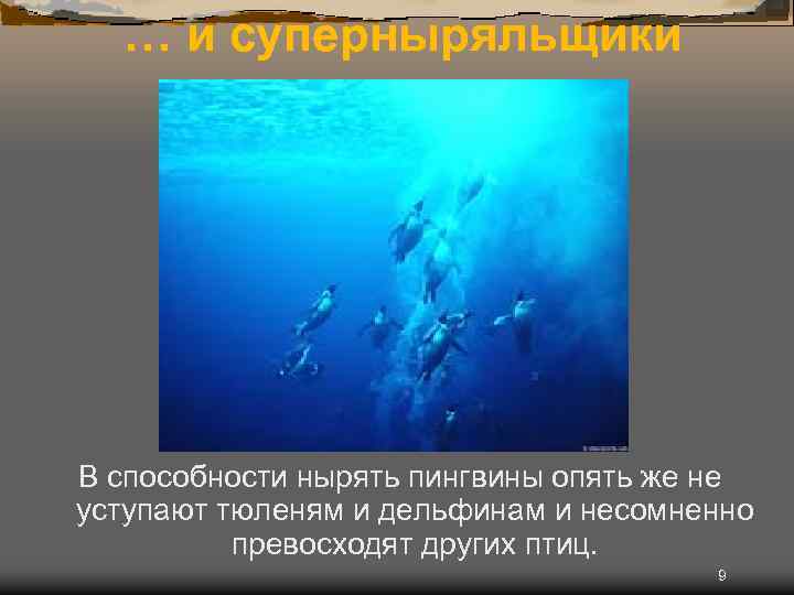 … и суперныряльщики В способности нырять пингвины опять же не уступают тюленям и дельфинам