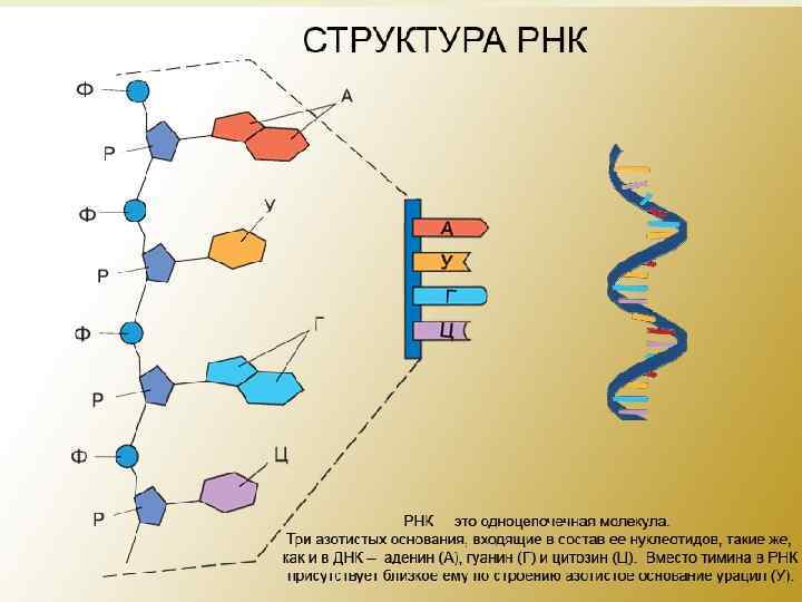 Особенности строения макромолекул РНК 