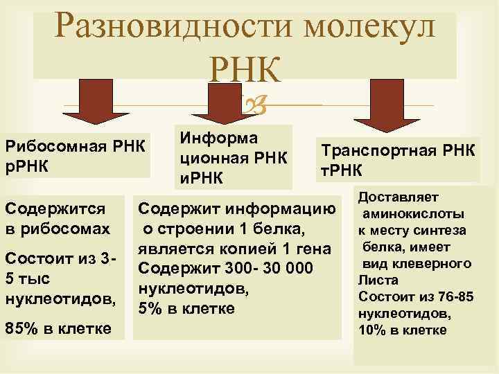 Разновидности молекул РНК Рибосомная РНК р. РНК Содержится в рибосомах Состоит из 35 тыс