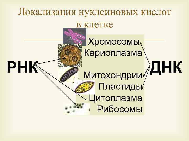 Органоиды клетки днк. Локализация ДНК В клетке. Локализация нуклеиновых кислот. Локализация РНК В клетке. Локализация в клетке ДНК И РНК.