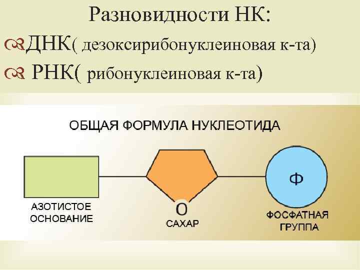 Разновидности НК: ДНК( дезоксирибонуклеиновая к-та) РНК( рибонуклеиновая к-та) 