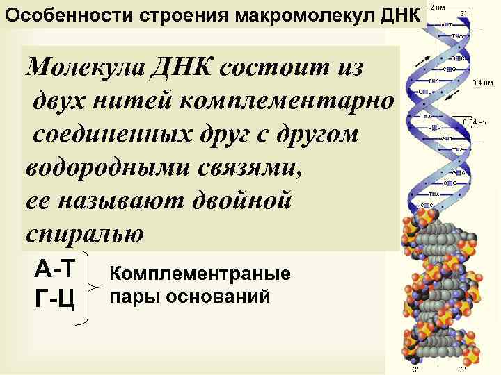 Характеристика структуры днк. Строение макромолекулы ДНК. Макромолекулярная структура ДНК. Особенности строения макромолекулы РНК. Особенности строения ДНК.