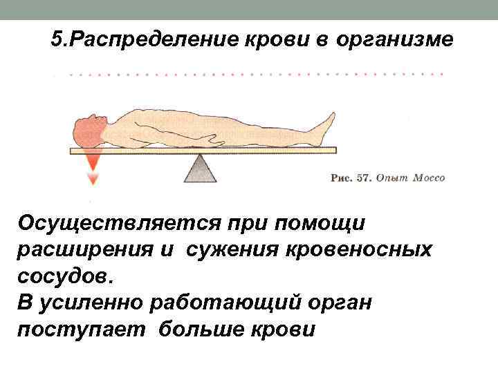 Диаграмма распределения крови в организме человека