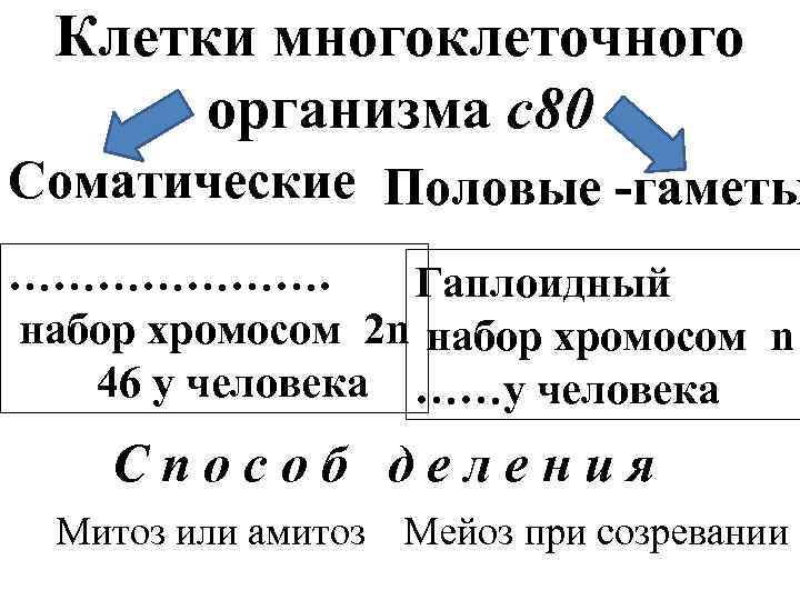 Клетки многоклеточного организма с80 Соматические Половые -гаметы …………………. Гаплоидный набор хромосом 2 n набор
