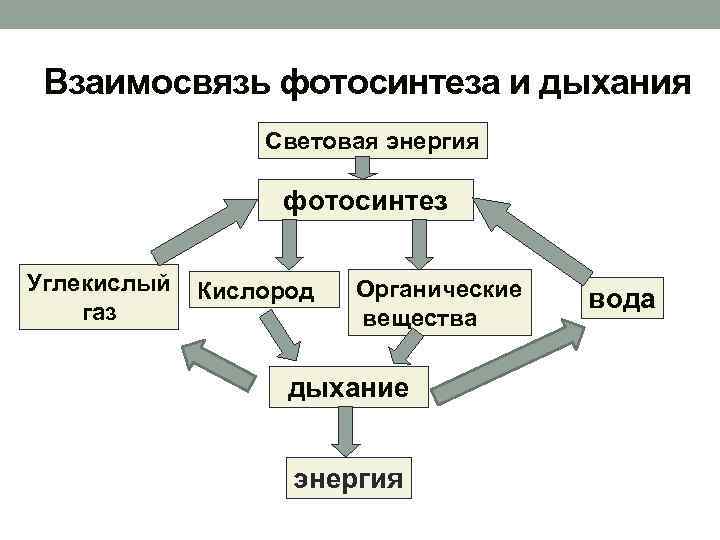 Взаимосвязь фотосинтеза и дыхания Световая энергия фотосинтез Углекислый газ Кислород Органические вещества дыхание энергия