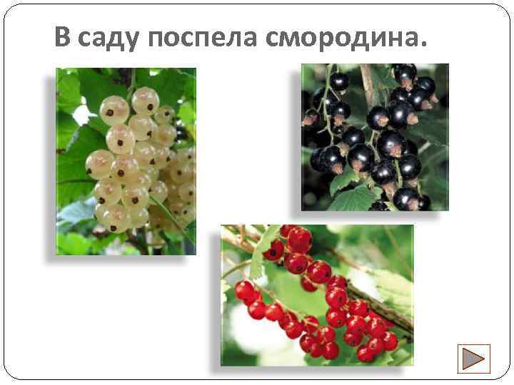 В саду поспела смородина. 