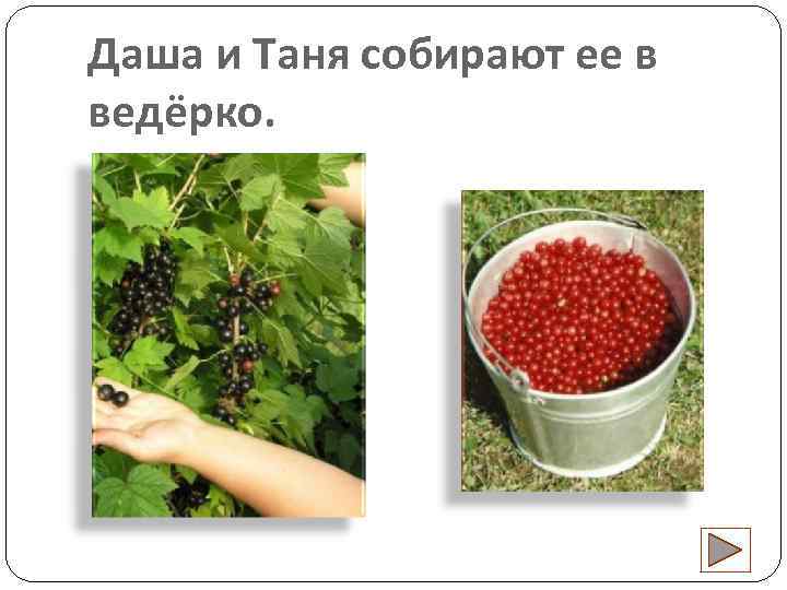 Даша и Таня собирают ее в ведёрко. 