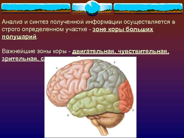 Анализ и синтез полученной информации осуществляется в строго определенном участке - зоне коры больших