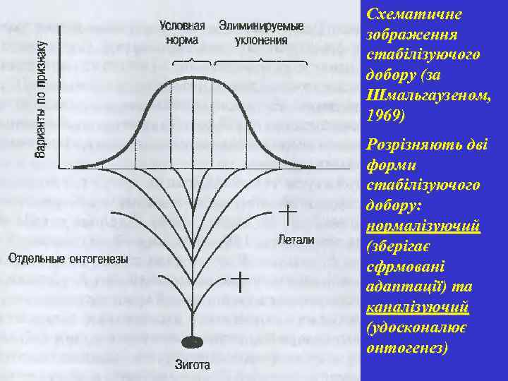 Схематичне зображення стабілізуючого добору (за Шмальгаузеном, 1969) Розрізняють дві форми стабілізуючого добору: нормалізуючий (зберігає