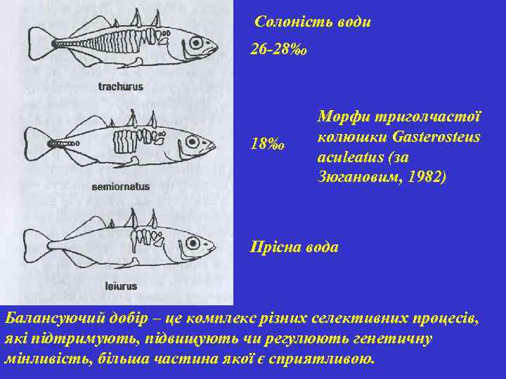 Солоність води 26 -28‰ 18‰ Морфи триголчастої колюшки Gasterosteus aculeatus (за Зюгановим, 1982) Прісна