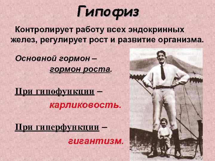 Гипофиз Контролирует работу всех эндокринных желез, регулирует рост и развитие организма. Основной гормон –