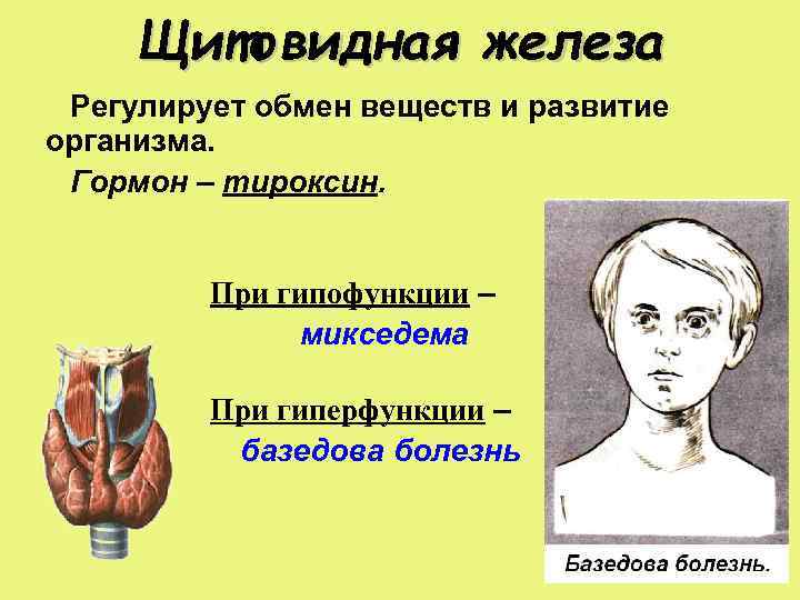 Щитовидная железа Регулирует обмен веществ и развитие организма. Гормон – тироксин. При гипофункции –