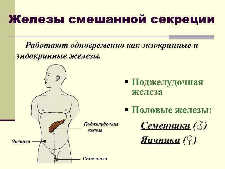 Железы смешанной секреции Работают одновременно как экзокринные и эндокринные железы. § Поджелудочная железа §