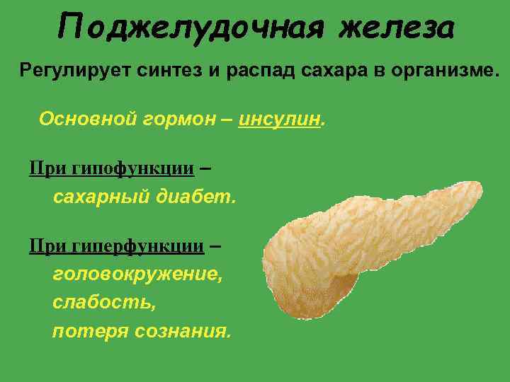 Поджелудочная железа Регулирует синтез и распад сахара в организме. Основной гормон – инсулин. При