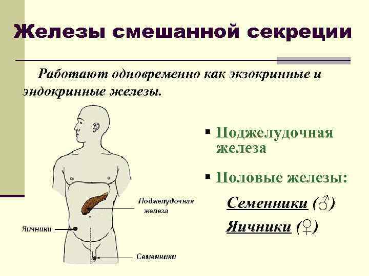 Железы смешанной секреции Работают одновременно как экзокринные и эндокринные железы. § Поджелудочная железа §