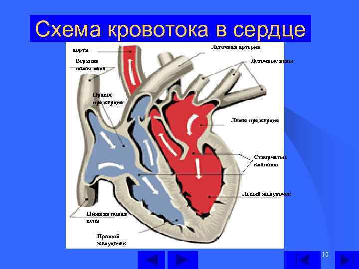 Схема кровотока в сердце Легочная артерия аорта Верхняя полая вена Легочные вены Правое предсердие
