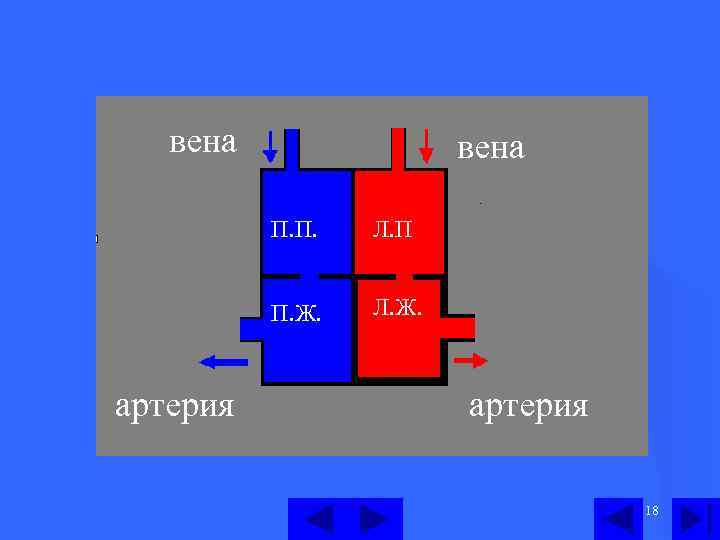 вена П. П. П. Ж. артерия Л. П Л. Ж. артерия 18 