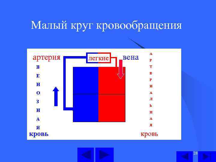 Малый круг кровообращения артерия В Е легкие вена А Р Т Е Р Н