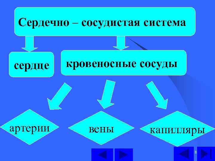 Сердечно – сосудистая система сердце артерии кровеносные сосуды вены капилляры 8 