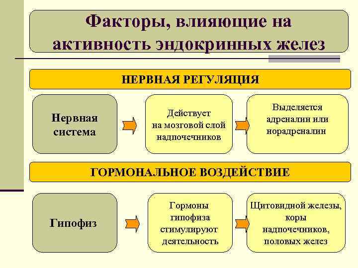 Факторы, влияющие на активность эндокринных желез НЕРВНАЯ РЕГУЛЯЦИЯ Нервная система Действует на мозговой слой
