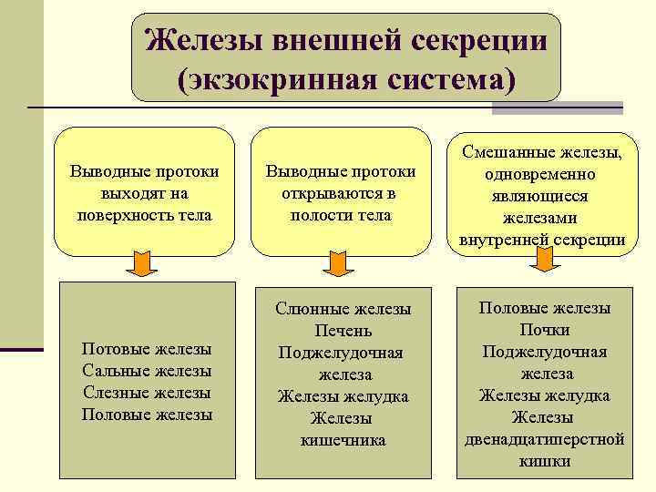 Железы внешней секреции (экзокринная система) Выводные протоки выходят на поверхность тела Выводные протоки открываются