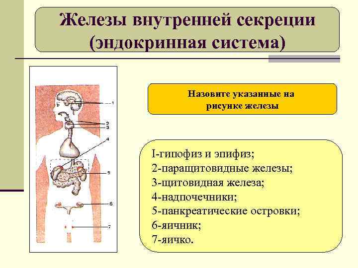Железы внутренней секреции (эндокринная система) Назовите указанные на рисунке железы I-гипофиз и эпифиз; 2
