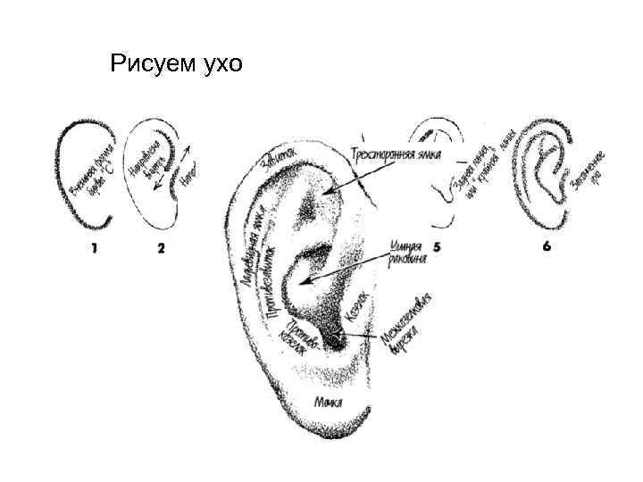 Рисуем ухо 