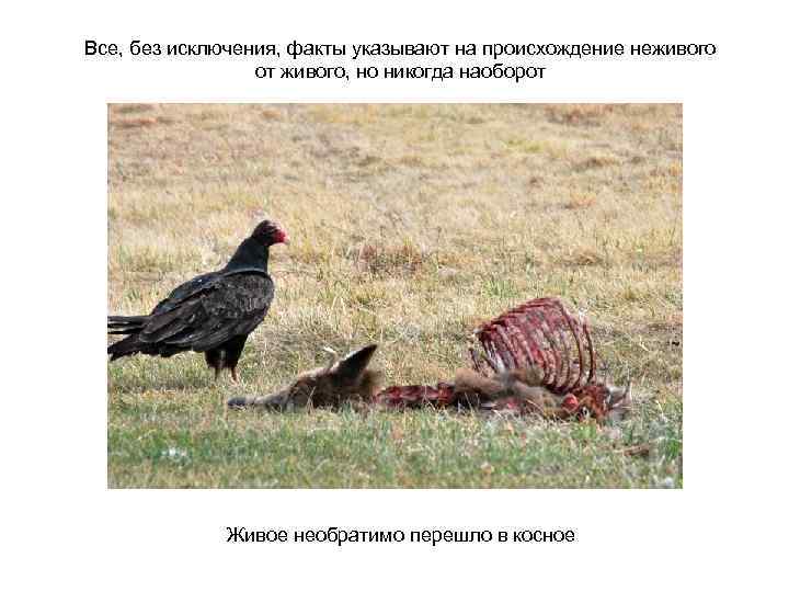 Все, без исключения, факты указывают на происхождение неживого от живого, но никогда наоборот Живое