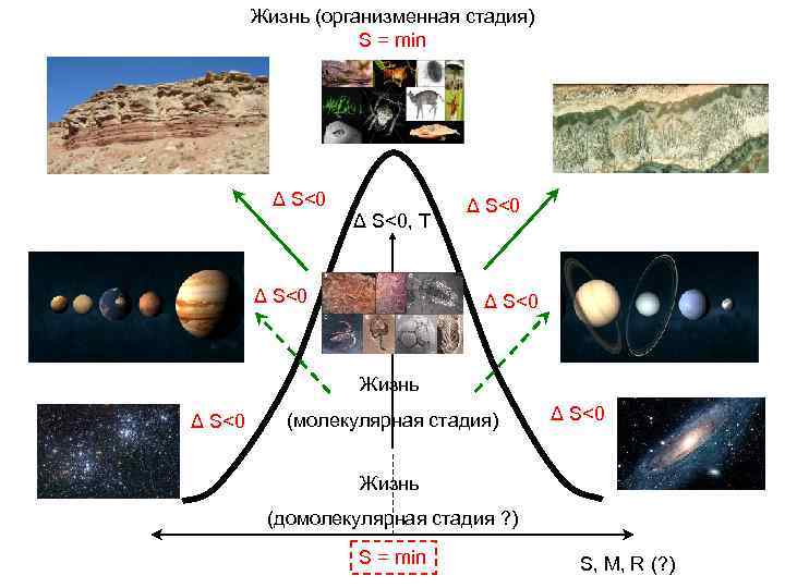 Жизнь (организменная стадия) S = min Δ S<0, Т Δ S<0 Жизнь Δ S<0