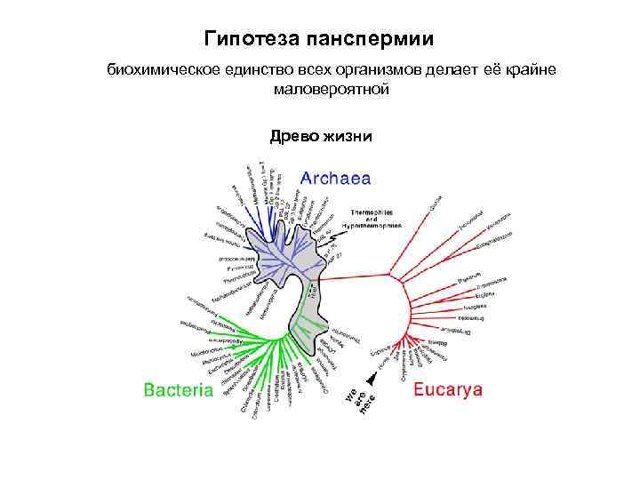 Гипотеза панспермии биохимическое единство всех организмов делает её крайне маловероятной Древо жизни 