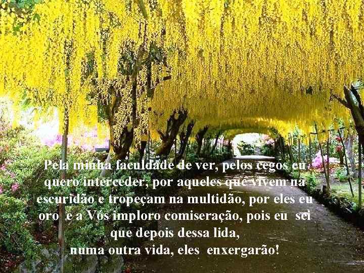 Pela minha faculdade de ver, pelos cegos eu quero interceder, por aqueles que vivem
