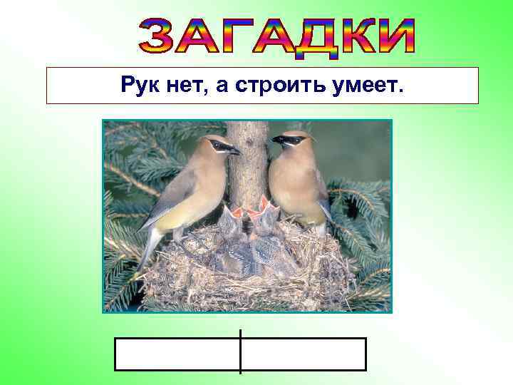 Рук нет, а строить умеет. 