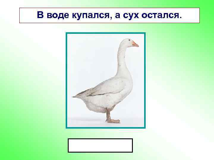 В воде купался, а сух остался. 