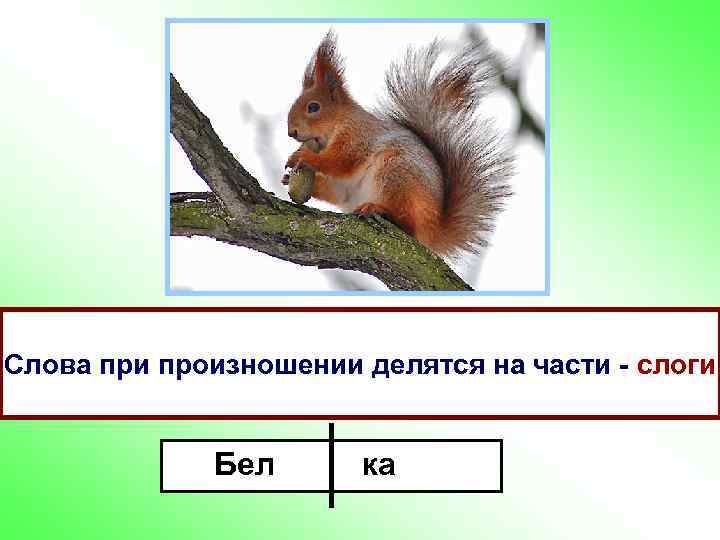 п • Произнесите слово «белка» . • Сколько частей в слове? Слова при произношении