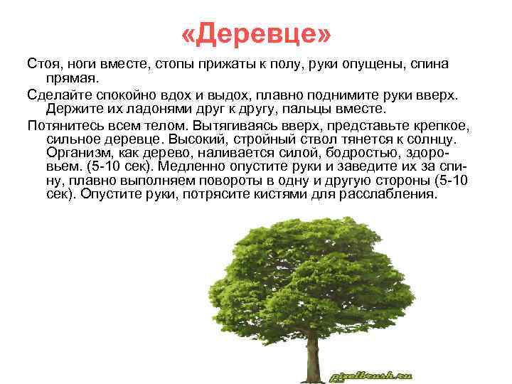  «Деревце» Стоя, ноги вместе, стопы прижаты к полу, руки опущены, спина прямая. Сделайте