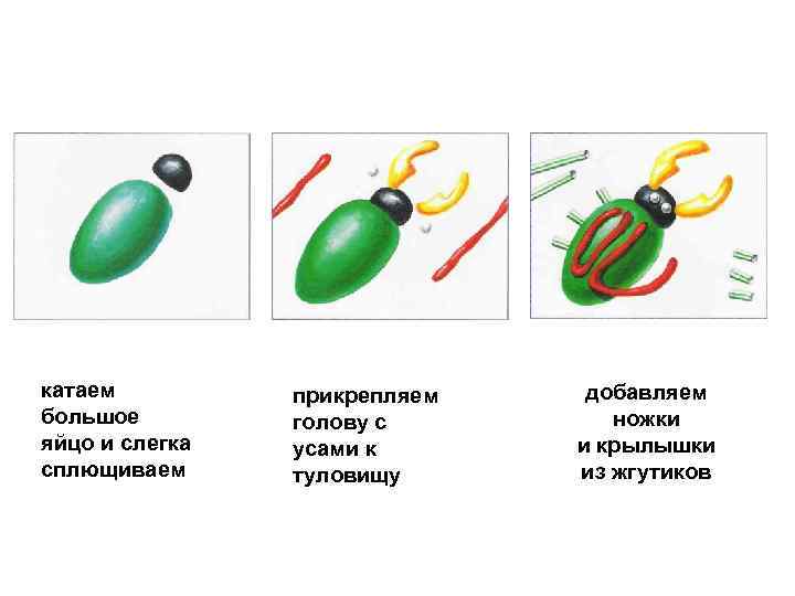 катаем большое яйцо и слегка сплющиваем прикрепляем голову с усами к туловищу добавляем ножки