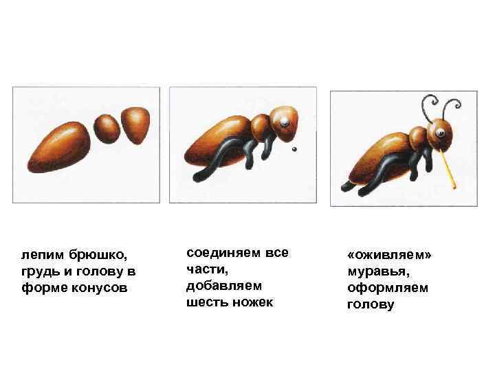 лепим брюшко, грудь и голову в форме конусов соединяем все части, добавляем шесть ножек