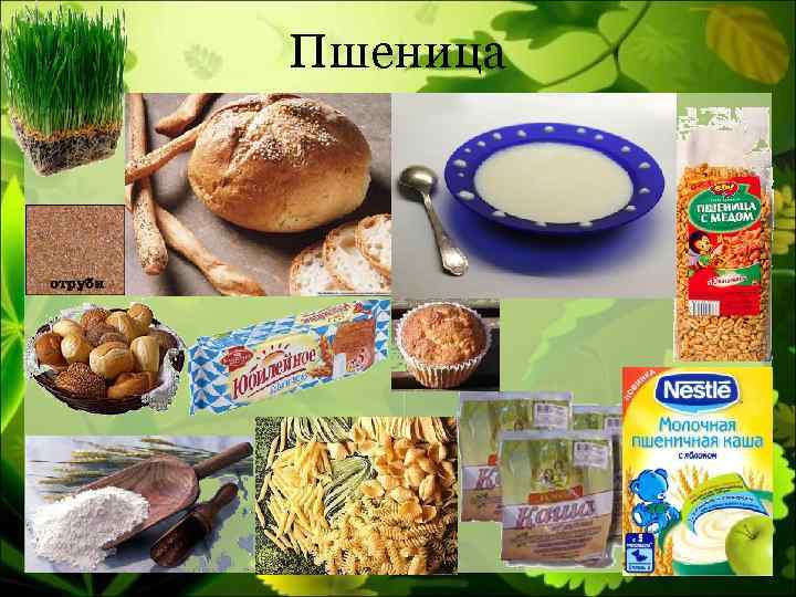 Пшеница 