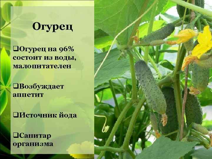 Огурец класс