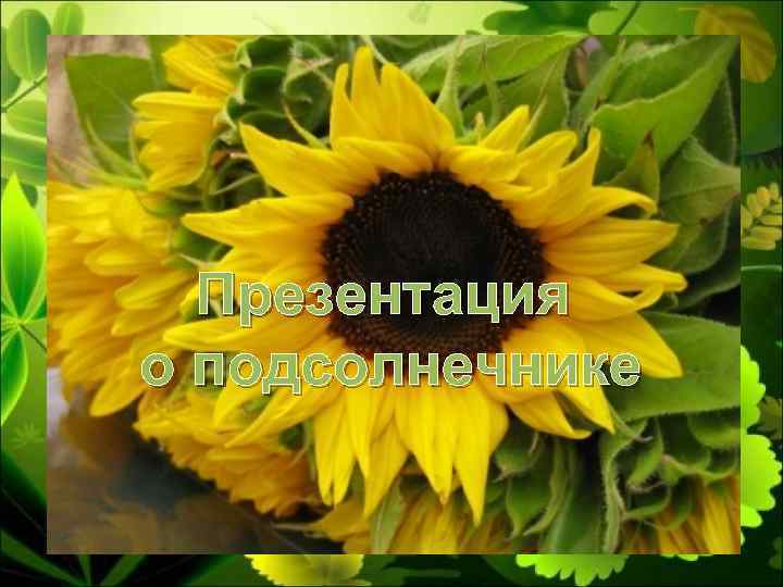 Презентация о подсолнечнике 