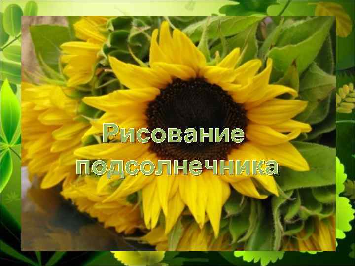 Рисование подсолнечника 