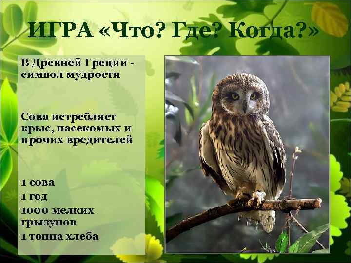 ИГРА «Что? Где? Когда? » В Древней Греции символ мудрости Сова истребляет крыс, насекомых