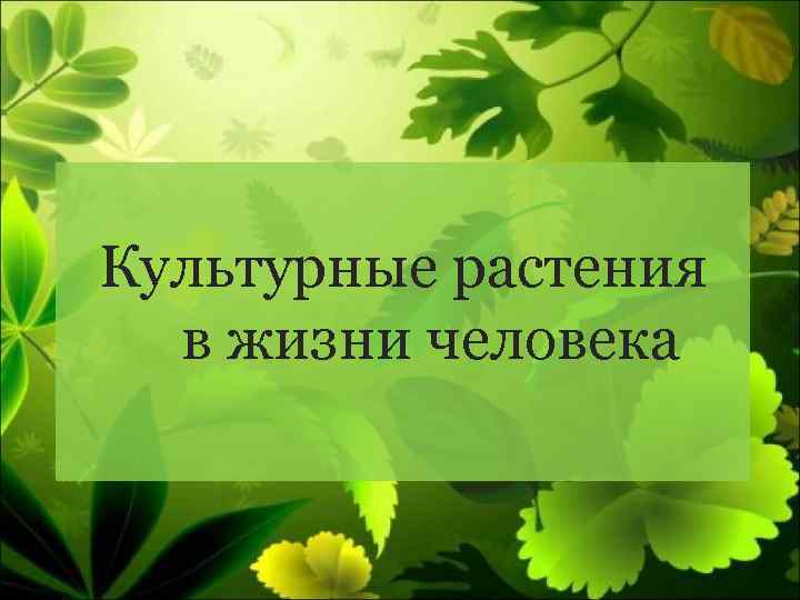 Культурные растения в жизни человека 