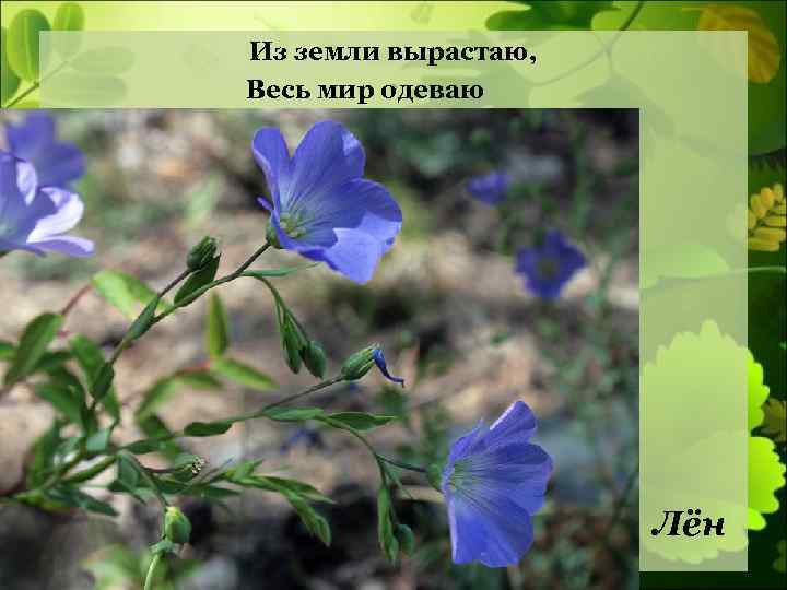 Из земли вырастаю, Весь мир одеваю . Лён 