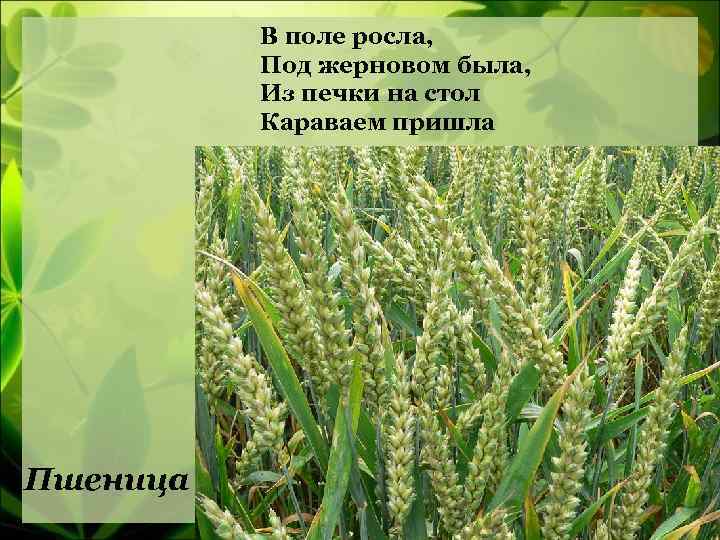 В поле росла, Под жерновом была, Из печки на стол Караваем пришла Пшеница 