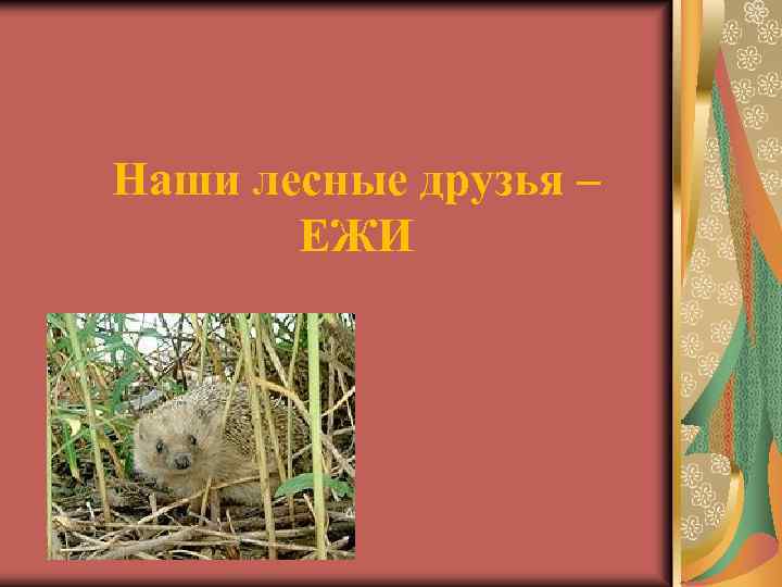 Наши лесные друзья – ЕЖИ 