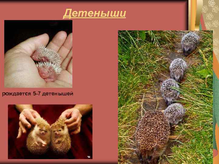 Детеныши рождается 5 -7 детенышей 