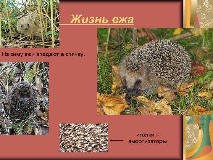 Жизнь ежа На зиму ежи впадают в спячку. иголки – амортизаторы 