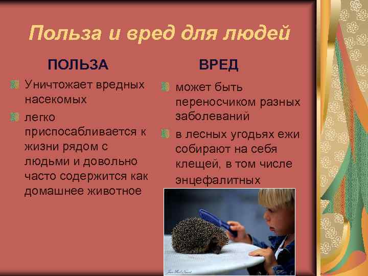 Польза и вред для людей ПОЛЬЗА Уничтожает вредных насекомых легко приспосабливается к жизни рядом